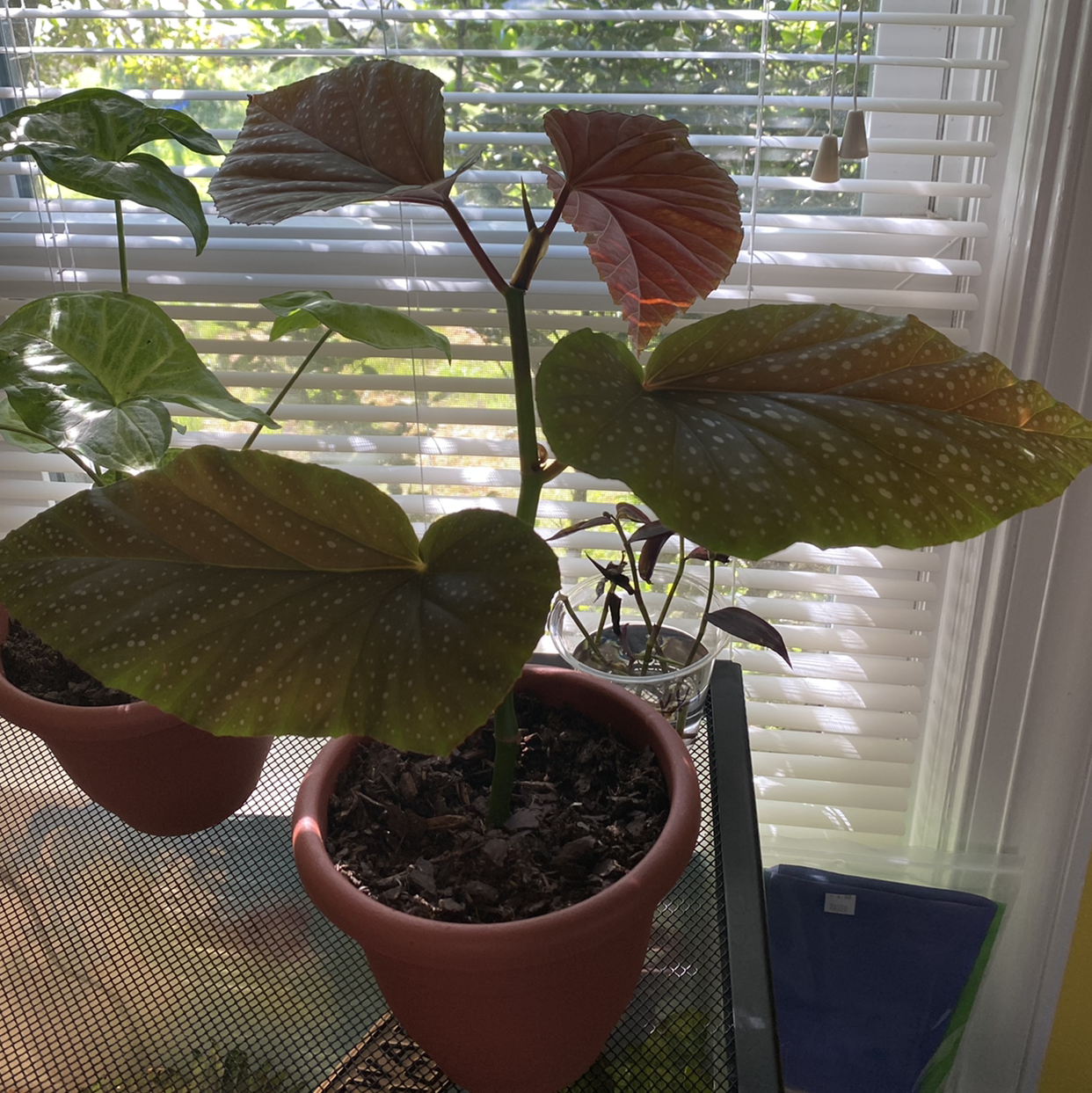 Angel Wing Begonia plant in a pot with large, spotted leaves. Soil is visible.