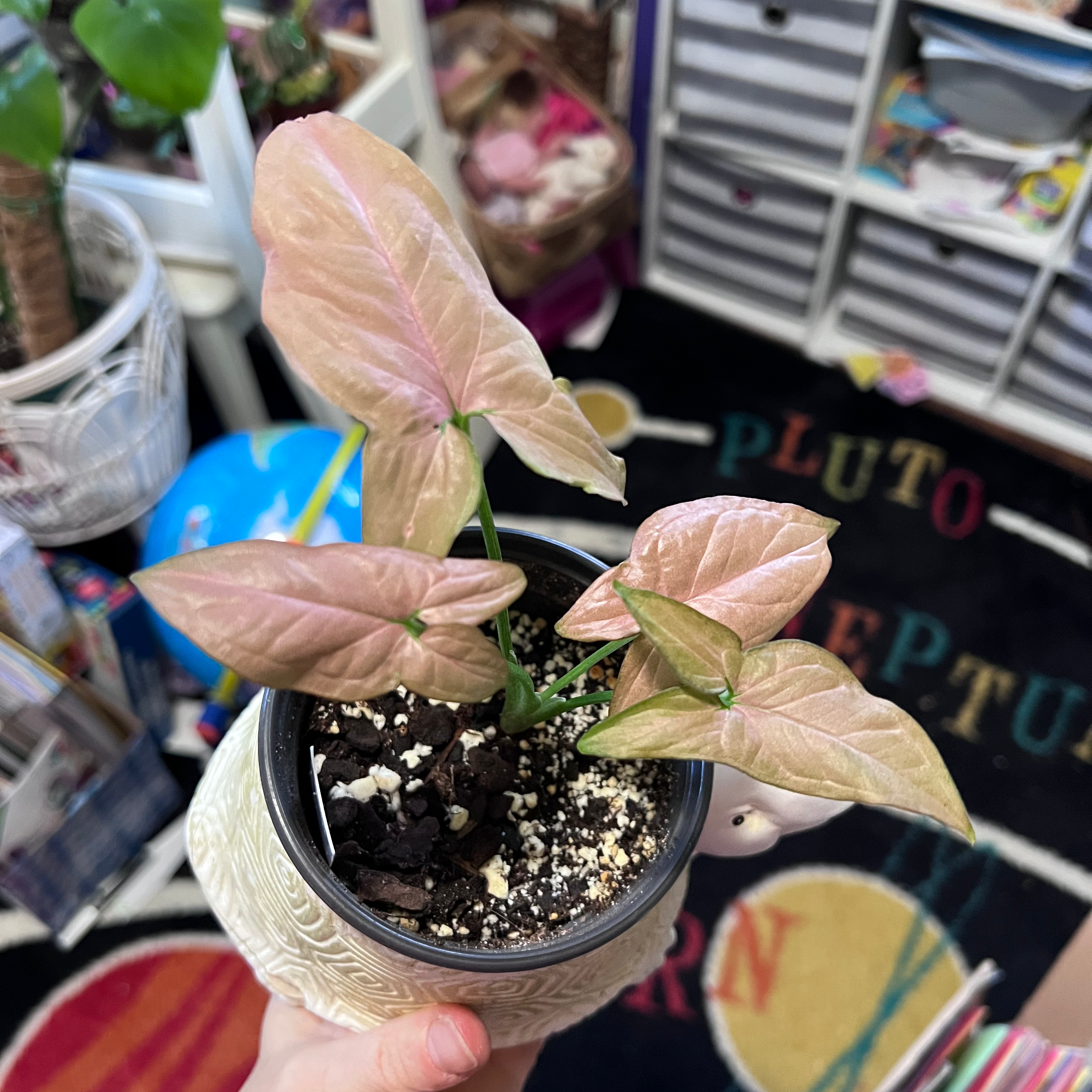 Pink Arrowhead Vine in a pot with visible soil, held by a hand.