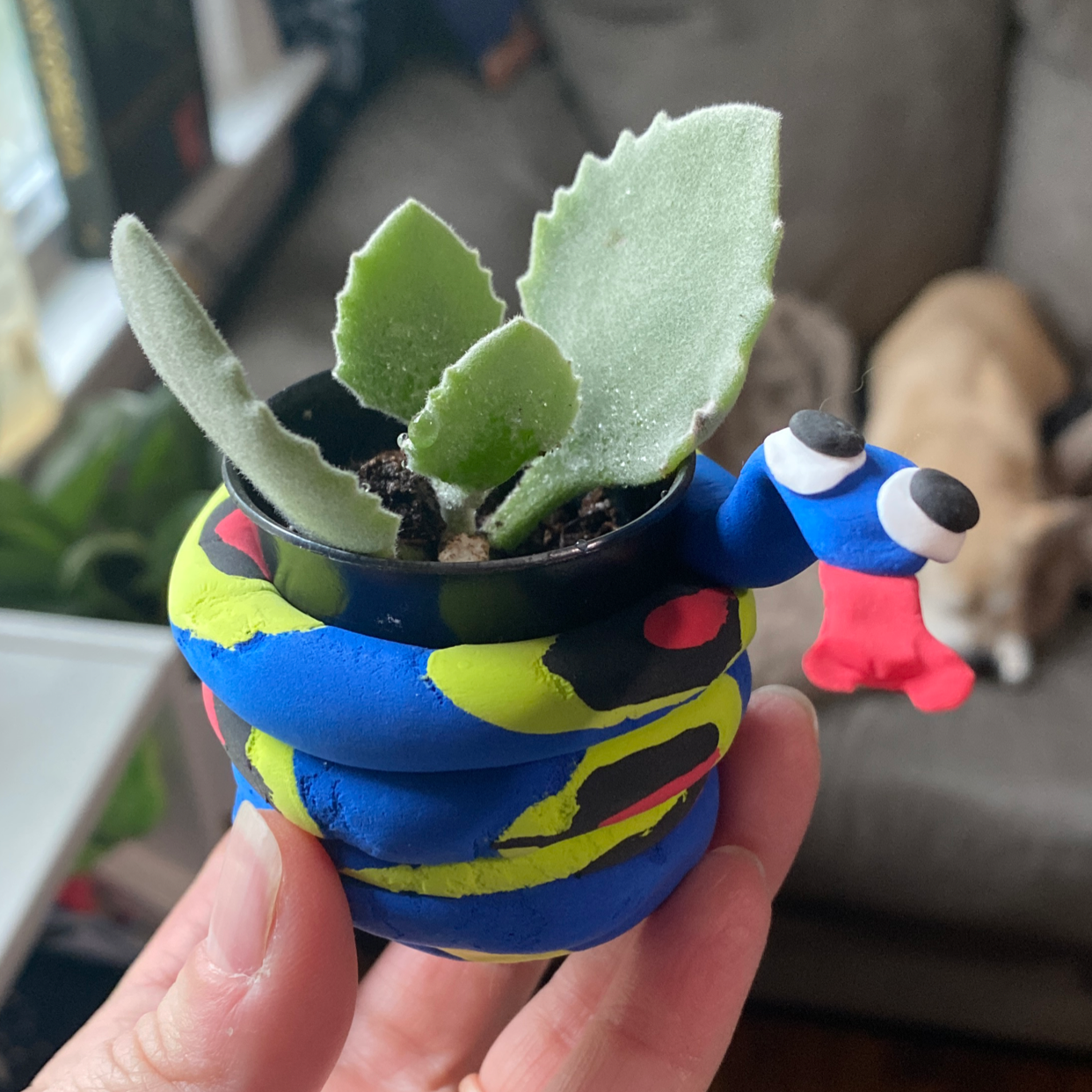 Millot Kalanchoe plant in a colorful snake-themed pot, held by a hand.