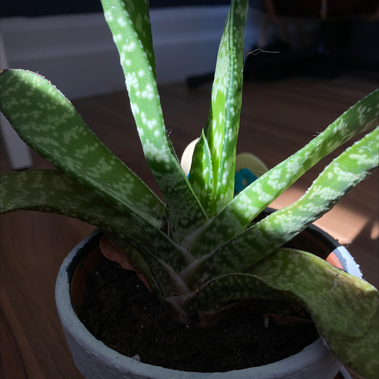 Photo of the plant species Kumara plicatilis by @emmaly named philip on Greg, the plant care app