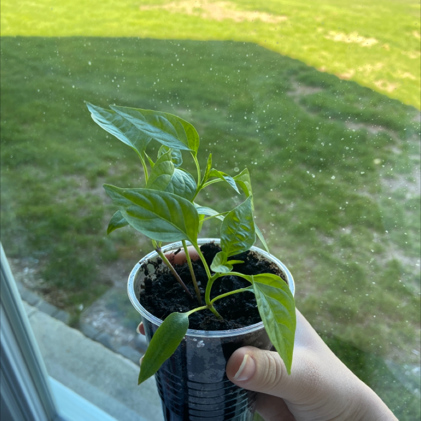 Healthy Jalapeño Pepper plant in a small plastic container held by a hand.