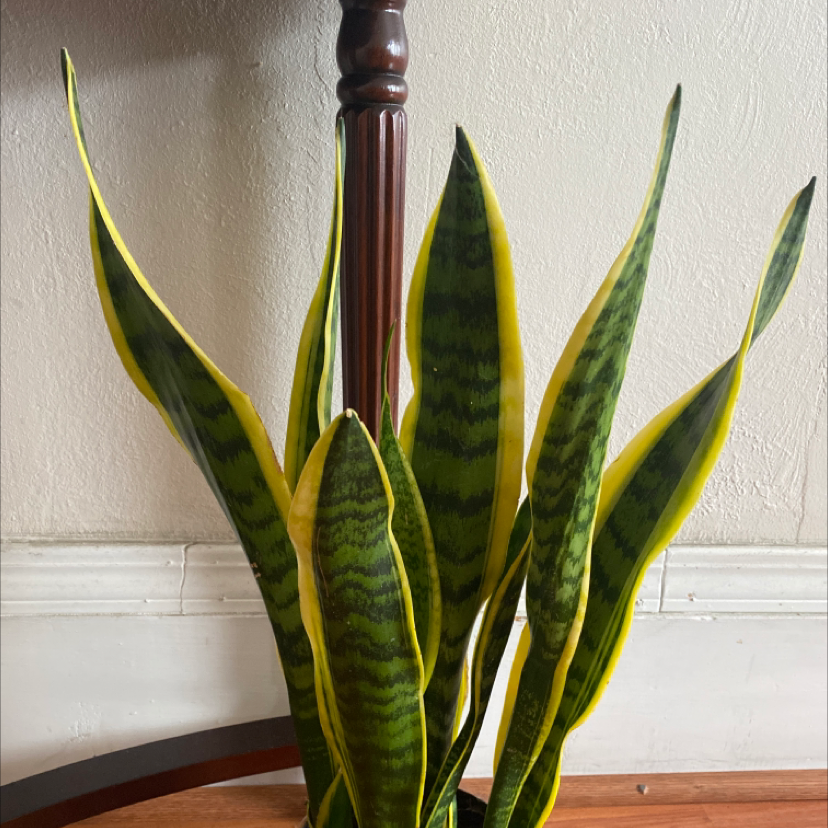 Snake Plant plant photo by @Bob33333 named Darwin on Greg, the plant care app.