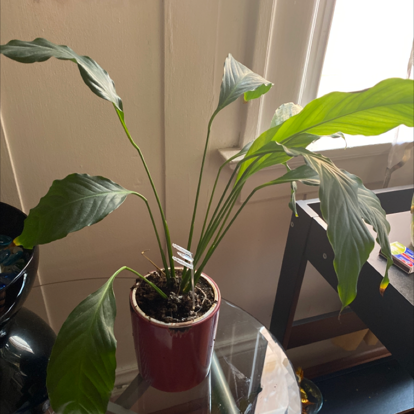 Peace Lily plant photo by @Bob33333 named Drake on Greg, the plant care app.