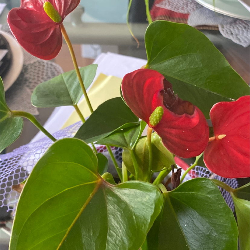 Painter's Palette plant photo by @Bob33333 named ChloroPhil on Greg, the plant care app.