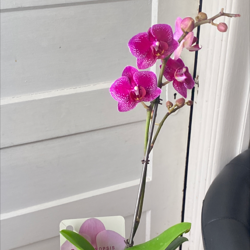 Phalaenopsis Orchid plant photo by @Bob33333 named Mochi on Greg, the plant care app.