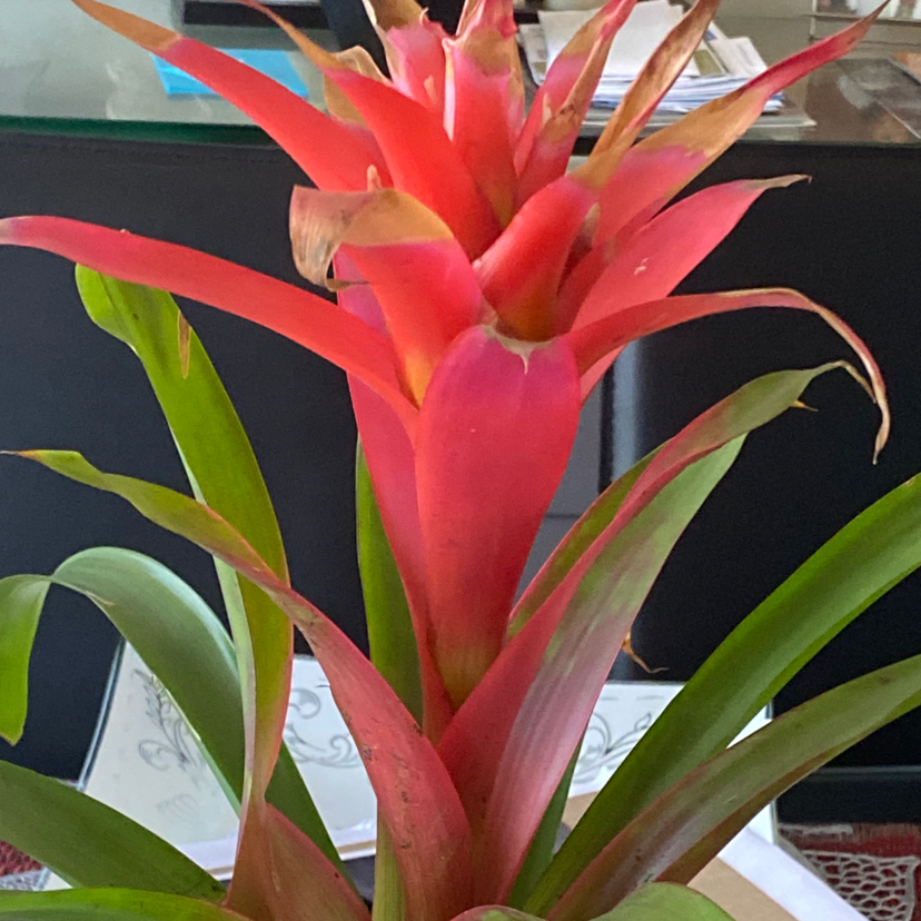 Droophead Tufted Airplant plant photo by @Bob33333 named Keanu Leaves on Greg, the plant care app.
