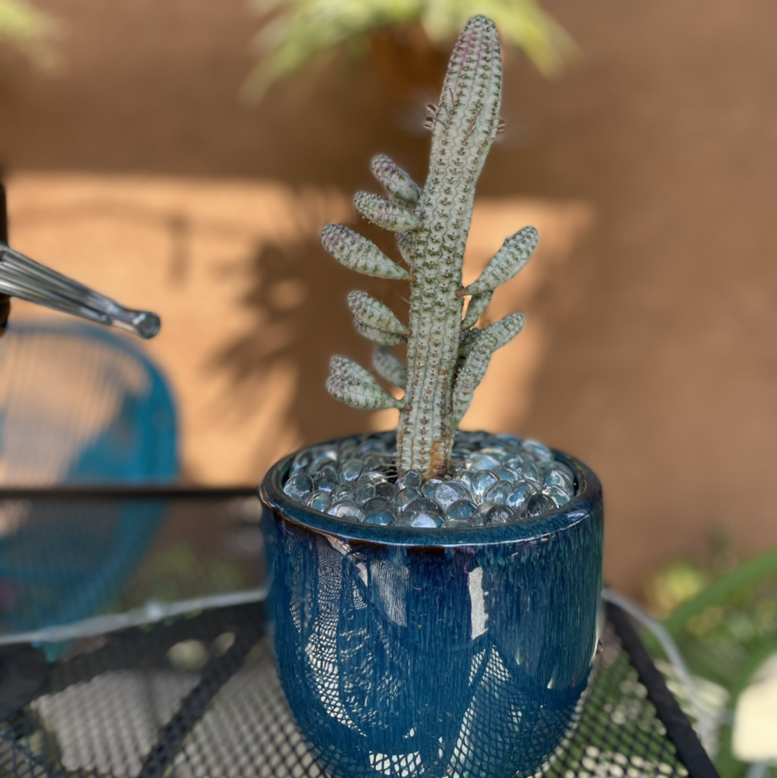 Corncob Cactus in a blue pot with decorative stones, healthy and well-focused.