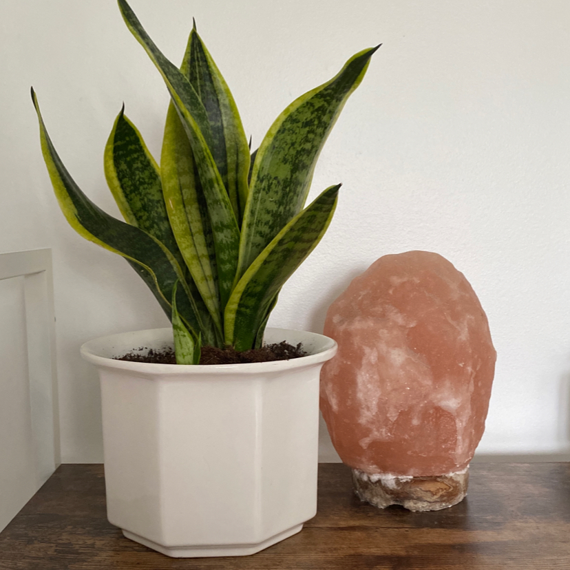 Photo of the plant species Snake Plant by @roseelie named King julien on Greg, the plant care app