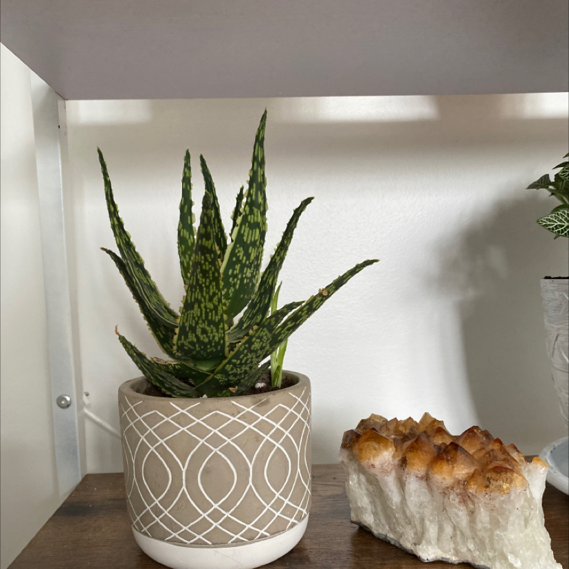Pink Blush Aloe plant in a decorative pot with vibrant green leaves and characteristic markings.