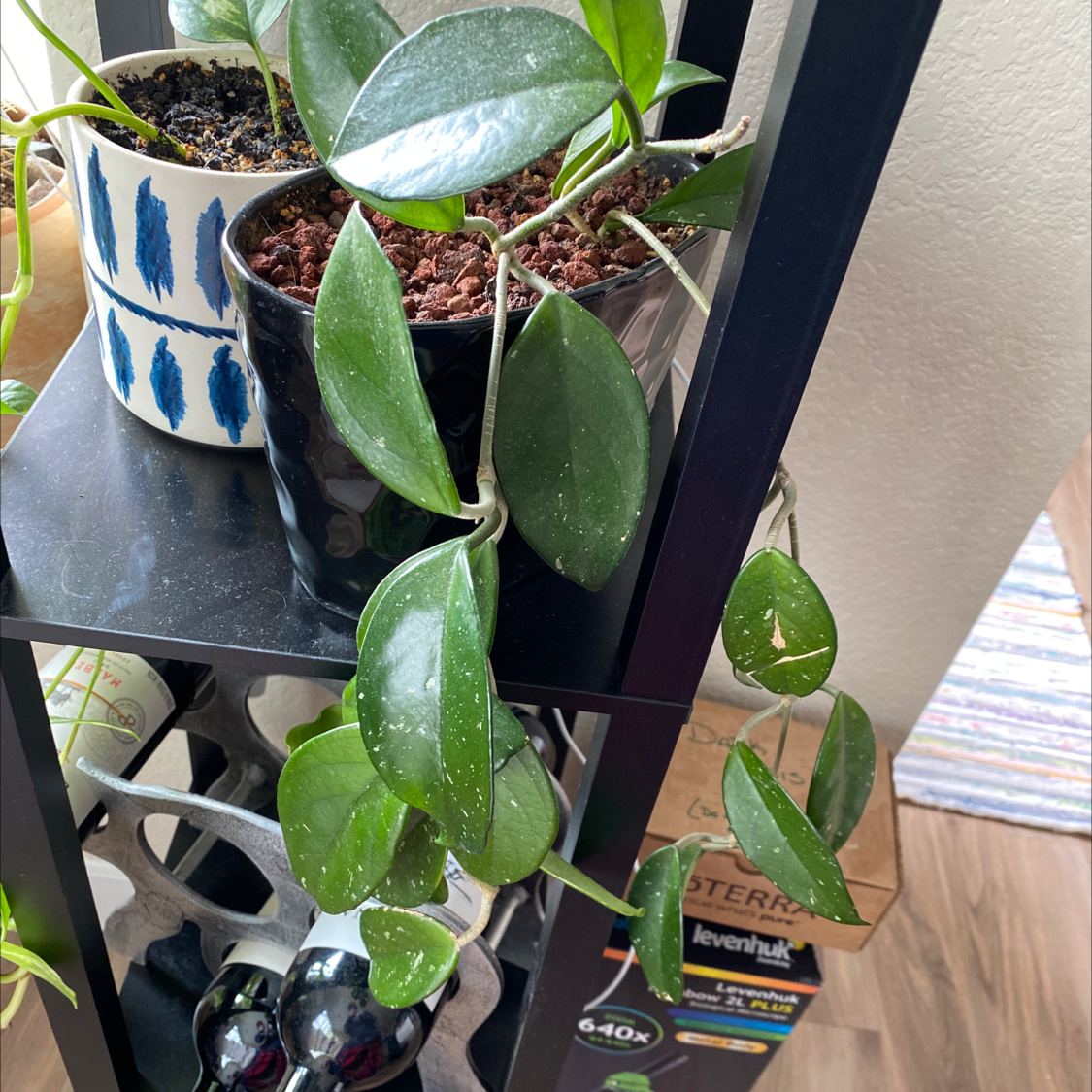 Healthy, mature Hoya carnosa (waxplant) with glossy green foliage trailing from blue and white ceramic pot.