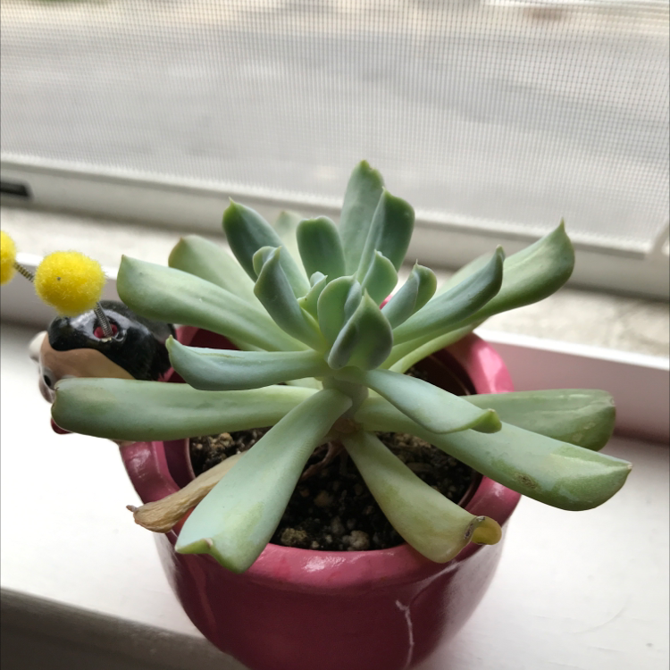 Echeveria 'Topsy Turvy' succulent in a pink pot on a windowsill.