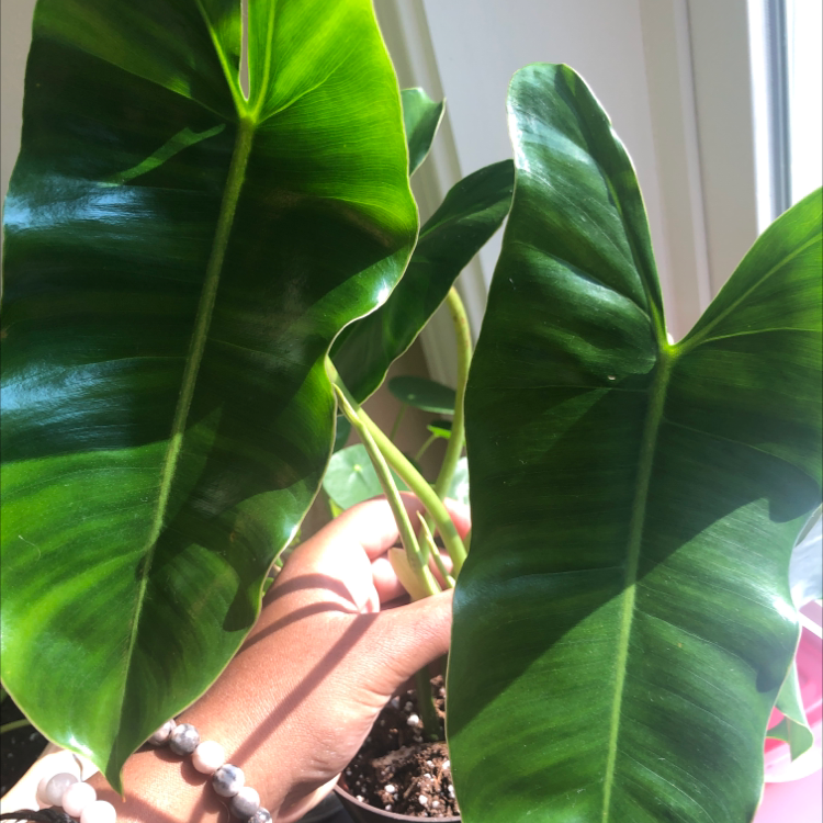 Healthy Burle Marx plant with large, glossy green leaves. A hand is holding one leaf.