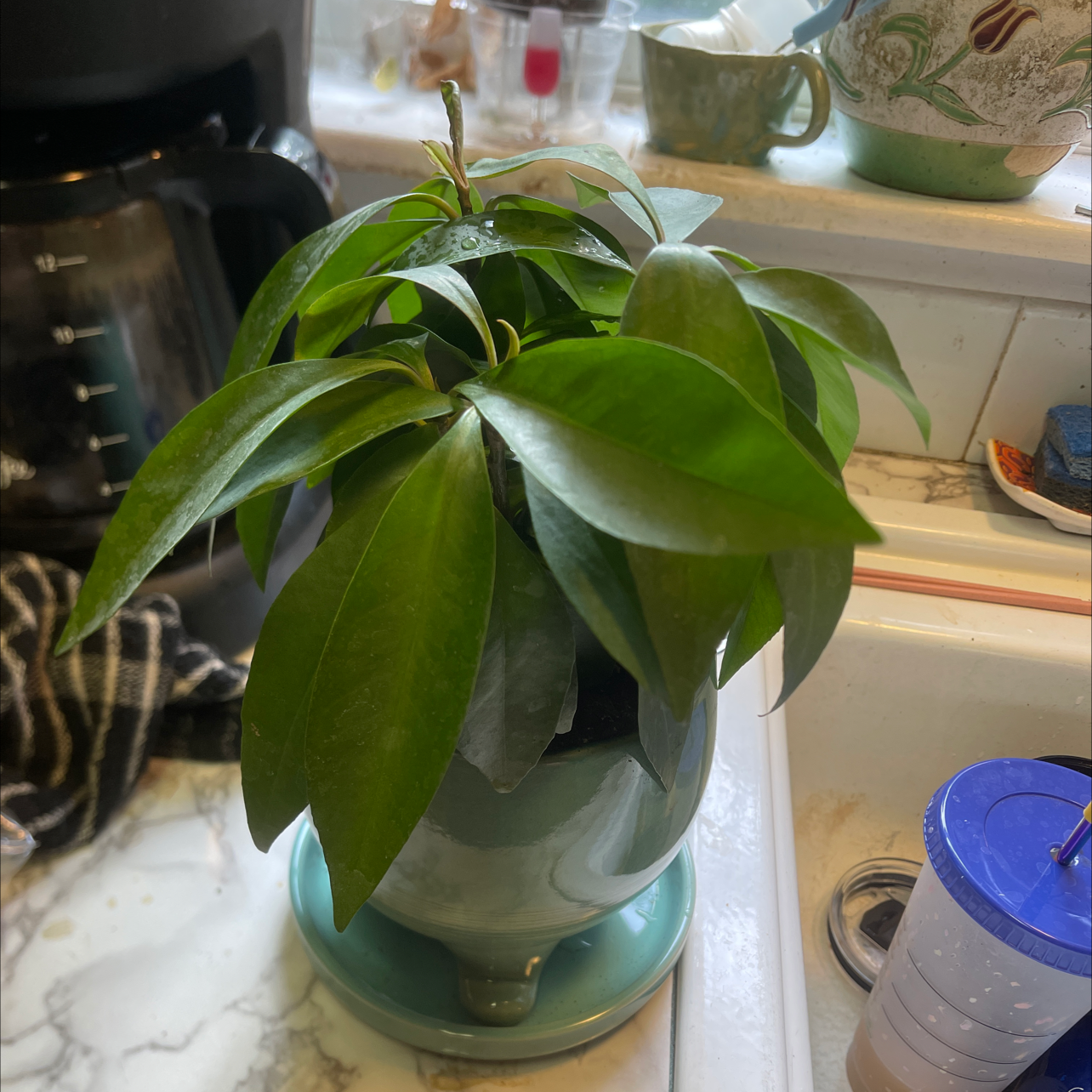 Shoebutton plant in a pot on a kitchen counter with healthy green leaves.