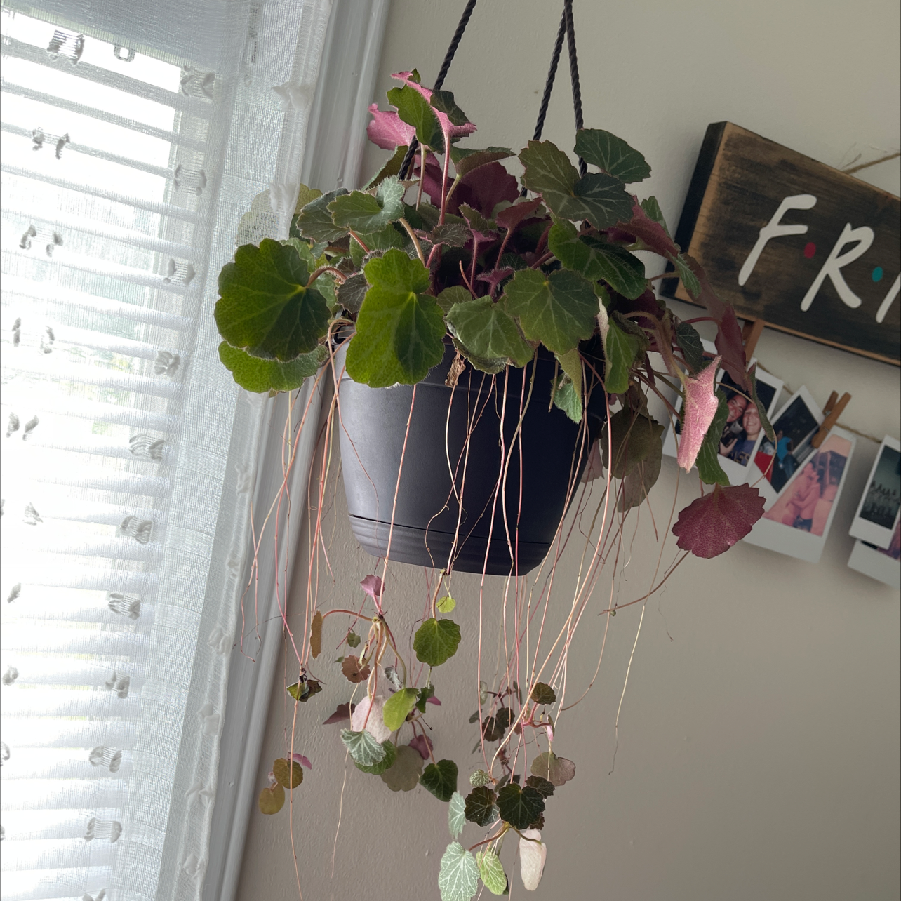 Hanging pot with a Strawberry Begonia plant, featuring green and pinkish-red leaves with long trailing stems.