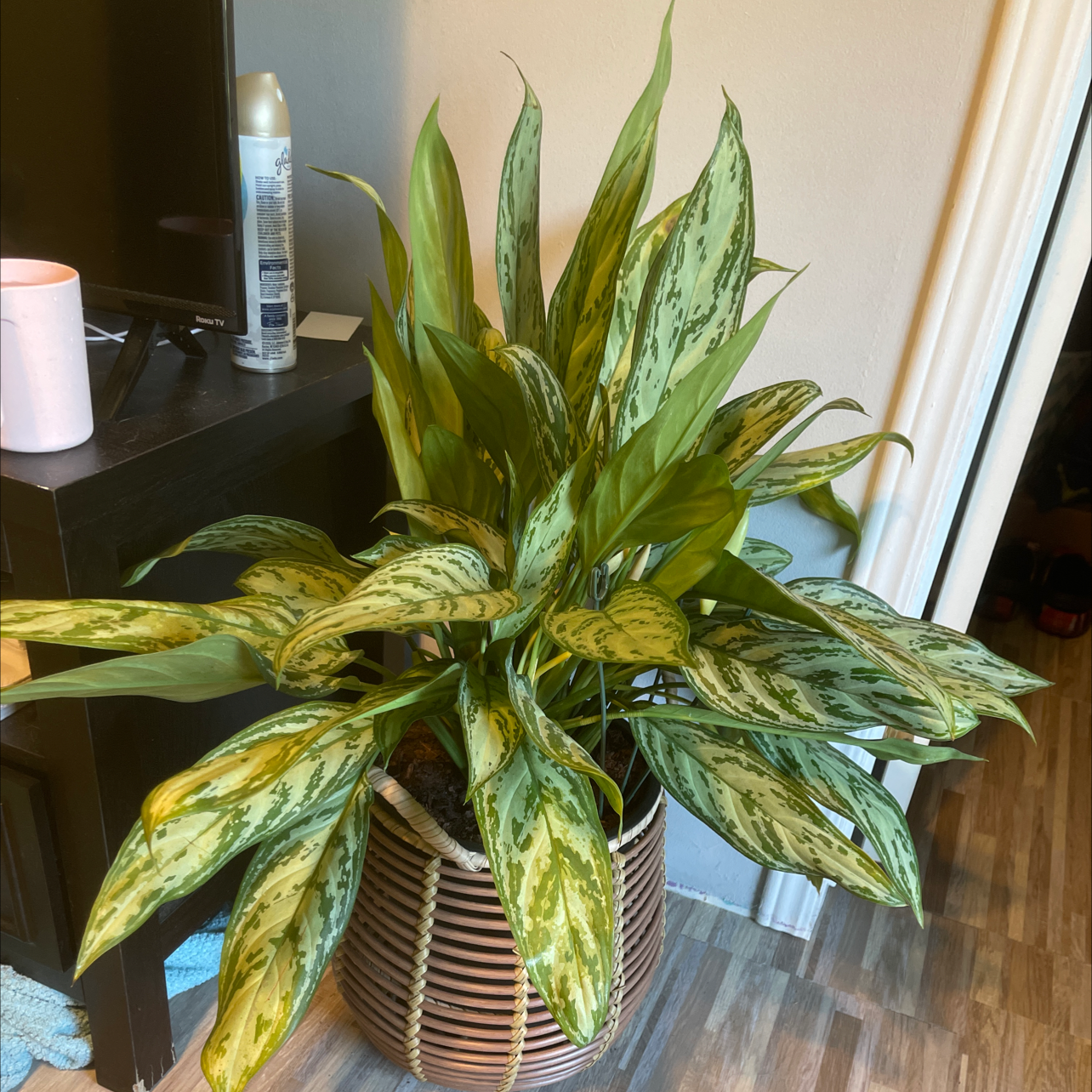 Aglaonema 'Silver Bay' plant in a woven basket with healthy green variegated leaves.