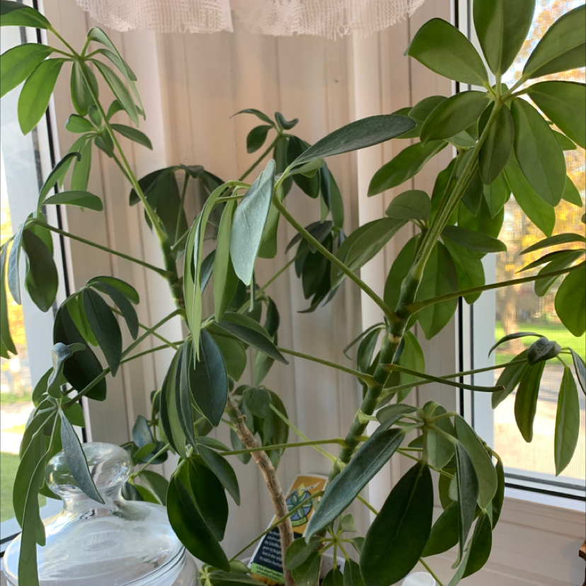 Dwarf Umbrella Tree plant photo by Emma named Keanu Leaves on Greg, the plant care app.