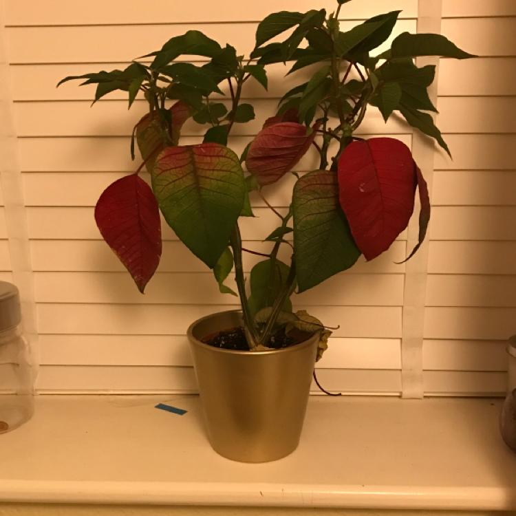 Photo of the plant species Poinsettia by @d4ni3113 named Ruby on Greg, the plant care app