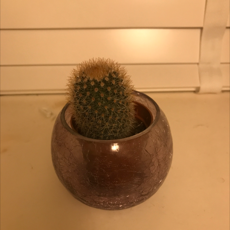 Simpson Hedgehog Cactus plant photo by @d4ni3113 named Crispin on Greg, the plant care app.