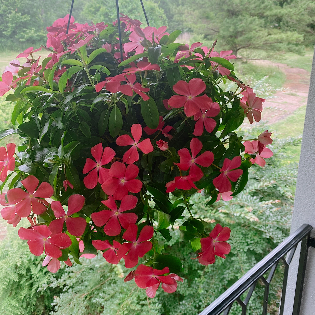 Bright Eyes plant photo by @daira named Barbie on Greg, the plant care app.