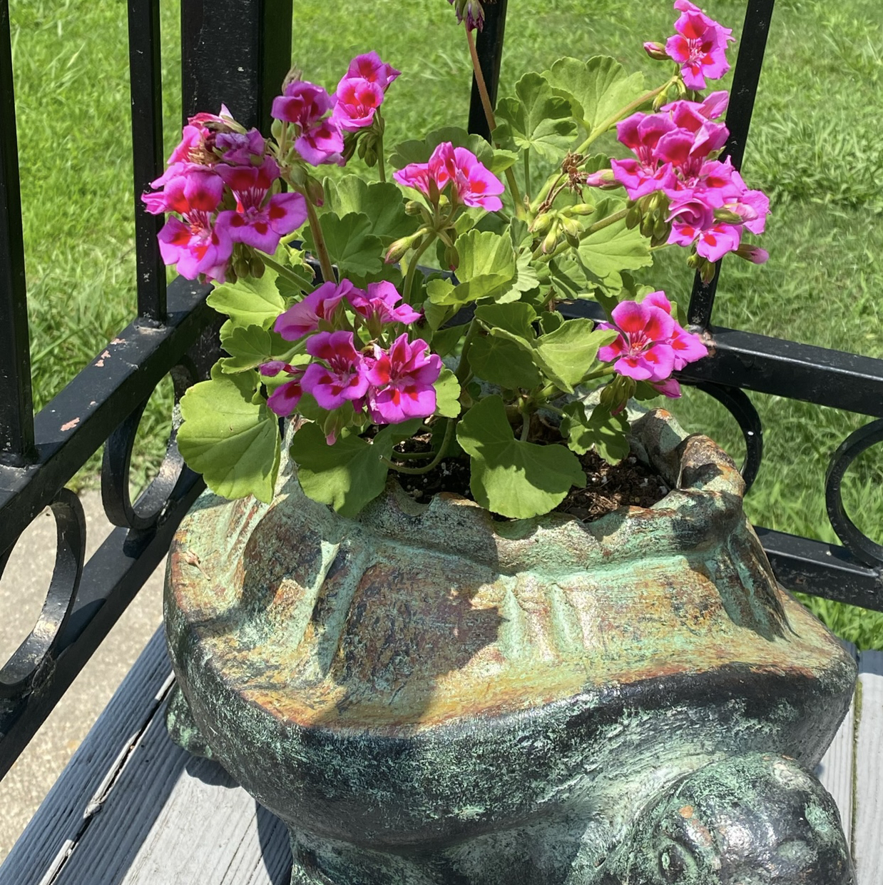 Potted Ivy Geranium with vibrant pink flowers in a decorative container.