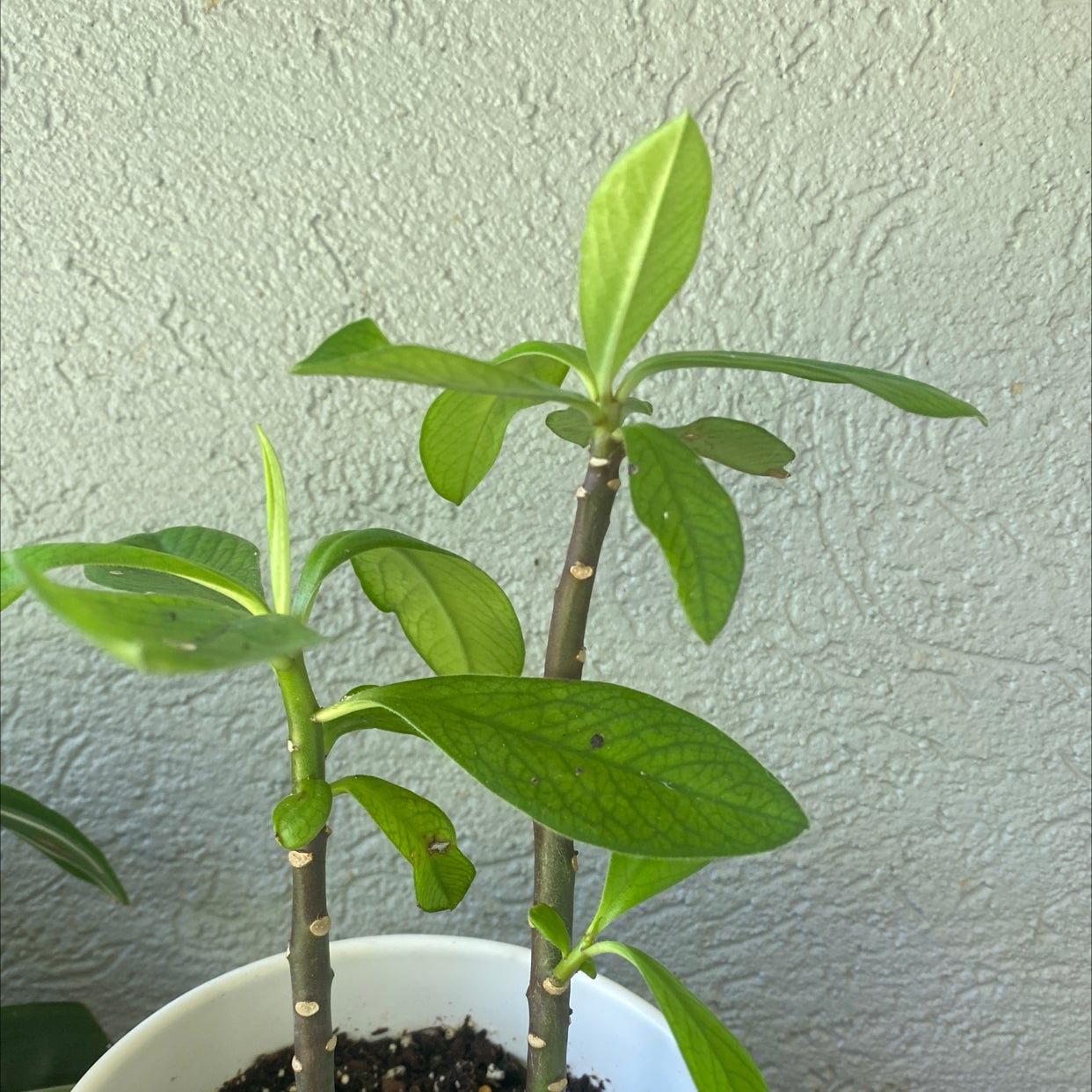 Euphorbia bicompacta plant photo by @daira named Muhammad Ali on Greg, the plant care app.