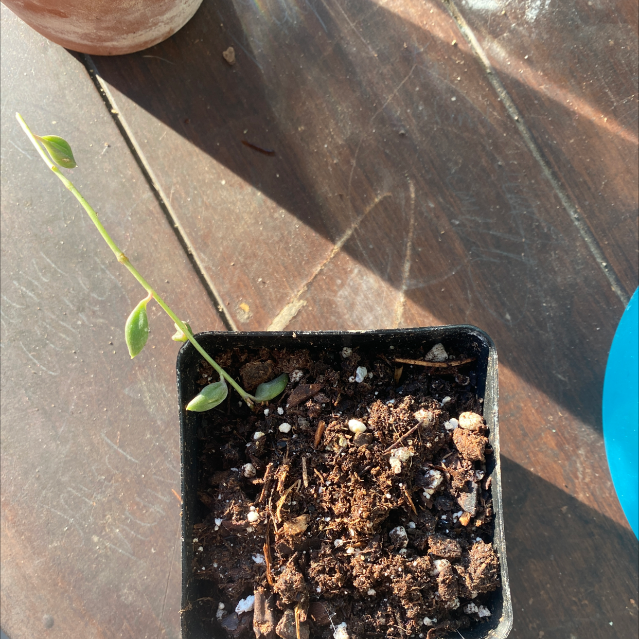 Small potted String of Watermelons plant with visible soil on a wooden surface.
