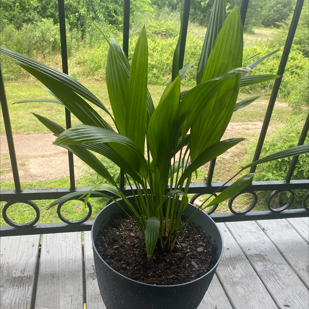Potted Chinese Fan Palm with healthy green leaves on a balcony.