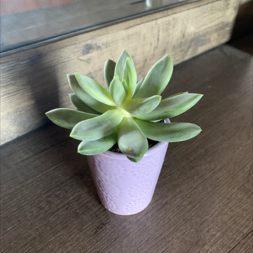 A healthy Graptopetalum succulent in a pink pot on a wooden surface.