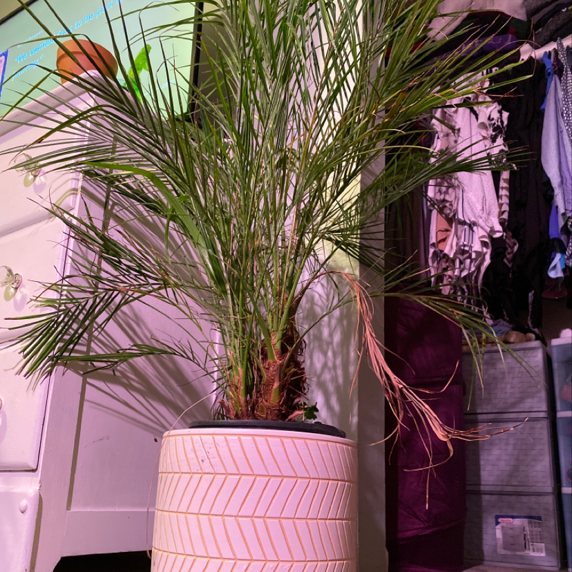 Thriving potted pygmy date palm with lush green fronds, well-framed in front of pink striped planter.