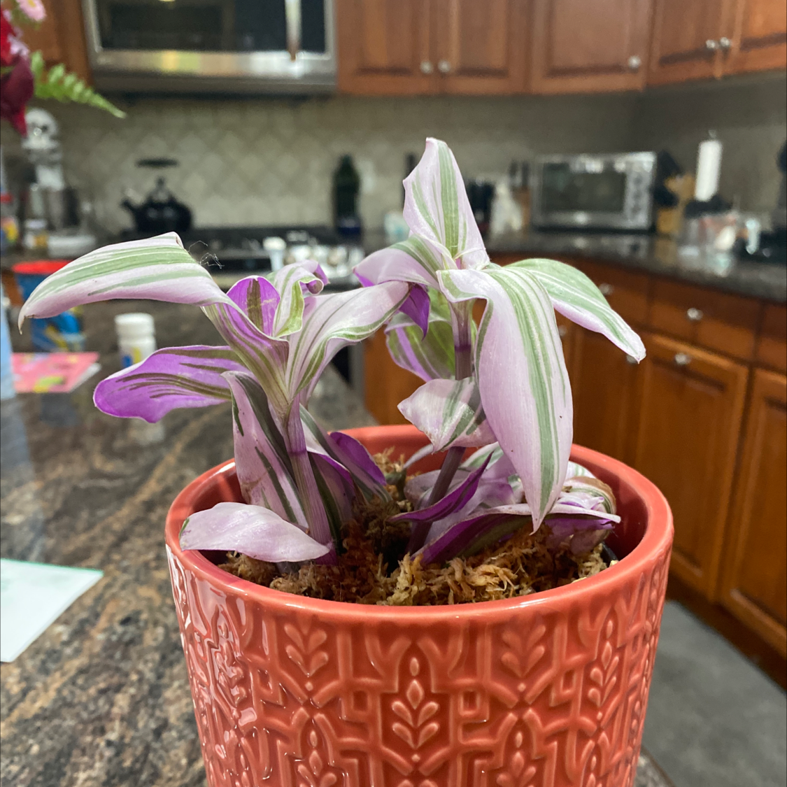 Tradescantia Nanouk plant photo by @Evitamarina_ named Purple Rain on Greg, the plant care app.