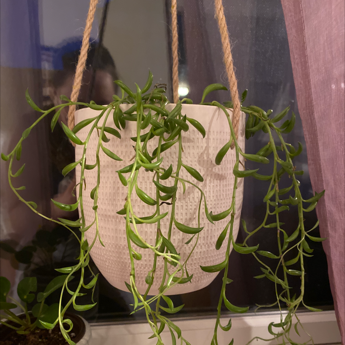 Healthy String of Bananas plant with dense, trailing vines of bright green banana-shaped leaves in a white hanging pot.