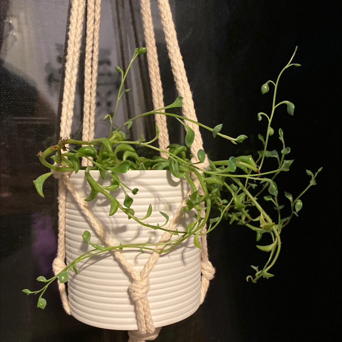 String of Dolphins plant in a white hanging pot with green leaves.