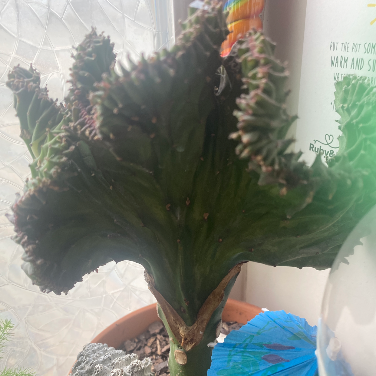 Plant care for Bat-like Stelis on Greg, the plant care app