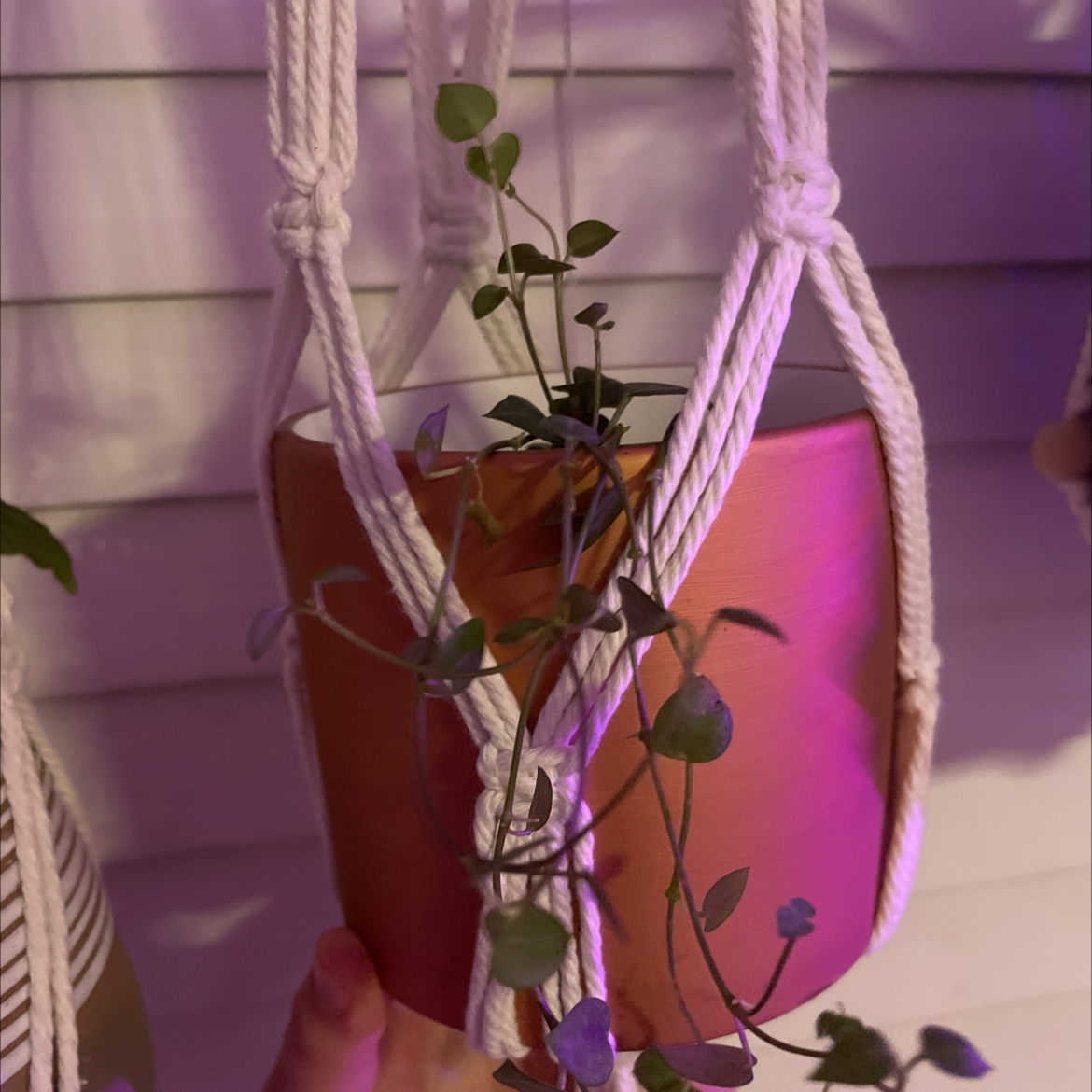 String of Hearts 'Silver Glory' plant in a hanging pot with healthy leaves.