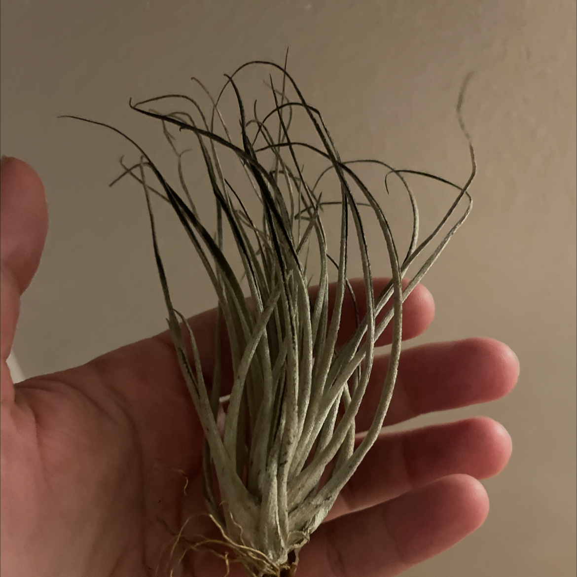 Tillandsia harrisii plant held in a hand, with blackening at the tips of its leaves.
