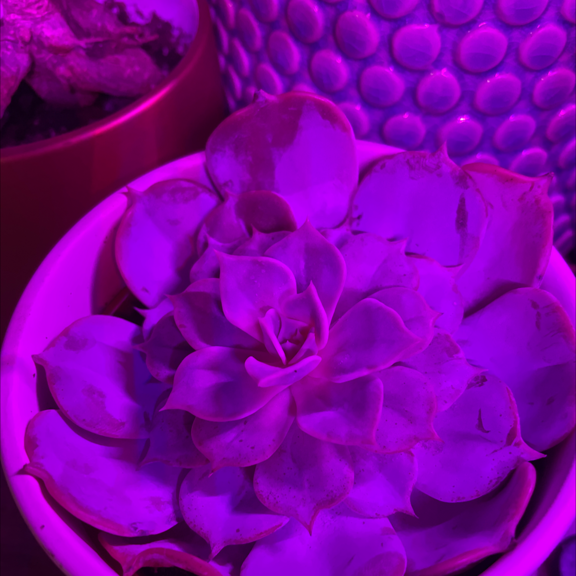 Echeveria 'Topsy Turvy' succulent under purple lighting in a white pot.