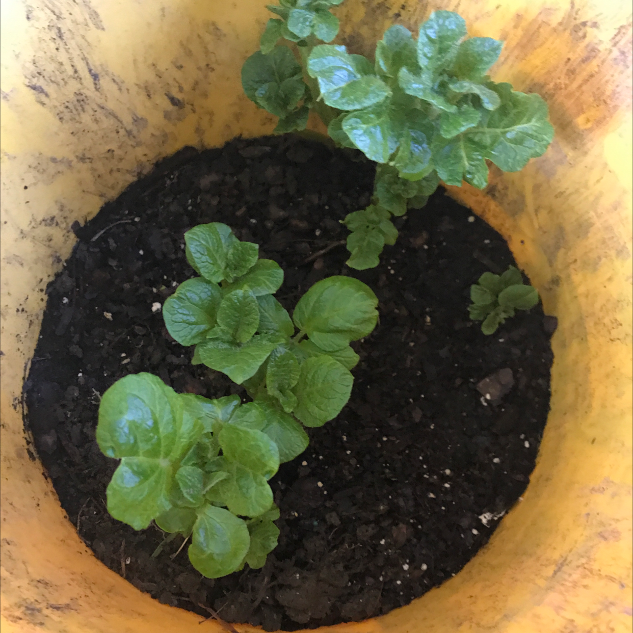 🥔 Why Are My Potato Leaves Curling?