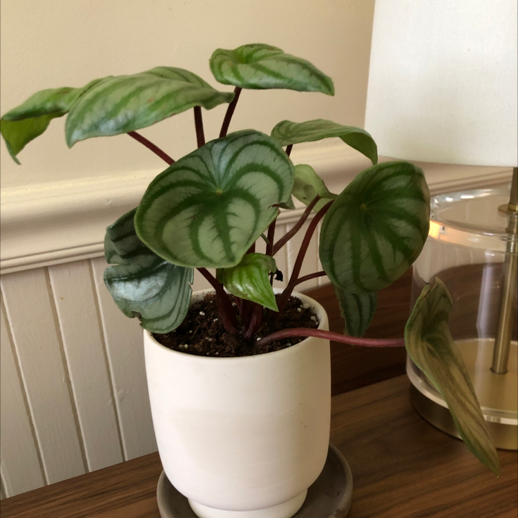 Watermelon Peperomia plant photo by @lizabones named Juliette on Greg, the plant care app.