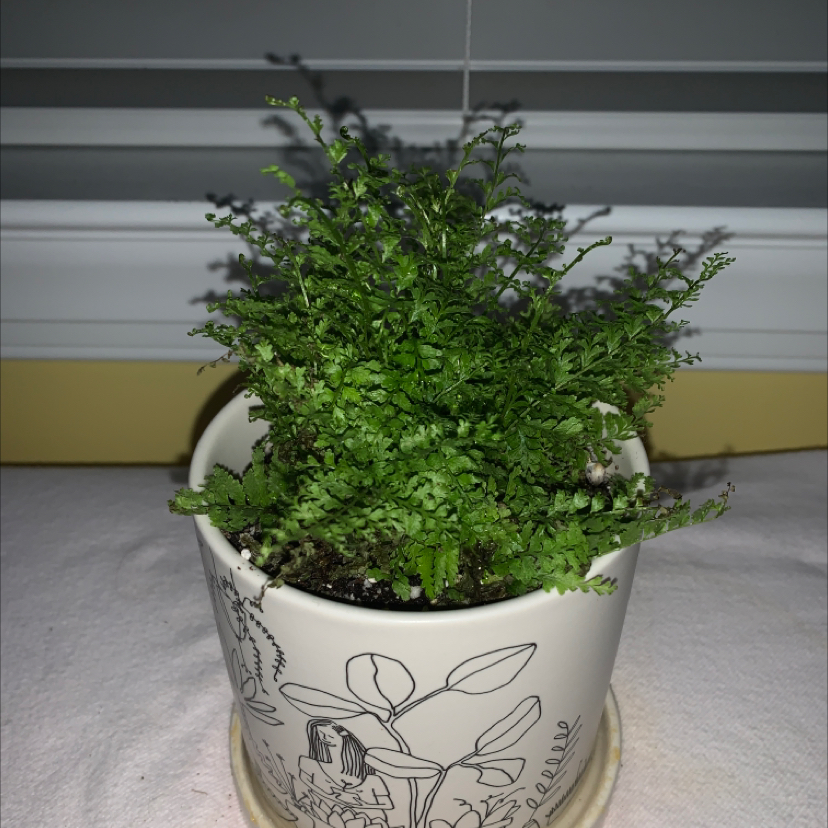 Boston Fern plant photo by @Daphne named Earl on Greg, the plant care app.