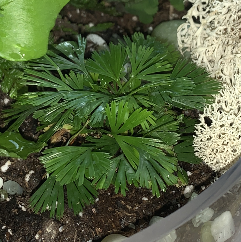 Photo of the plant species Shiny Filmy Fern by @Daphne named Betsy on Greg, the plant care app