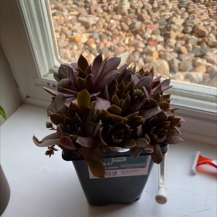 Potted Black Prince succulent with dark, purplish leaves on a windowsill.