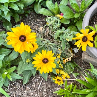 Blackeyed Susan plant in Excelsior Springs, Missouri