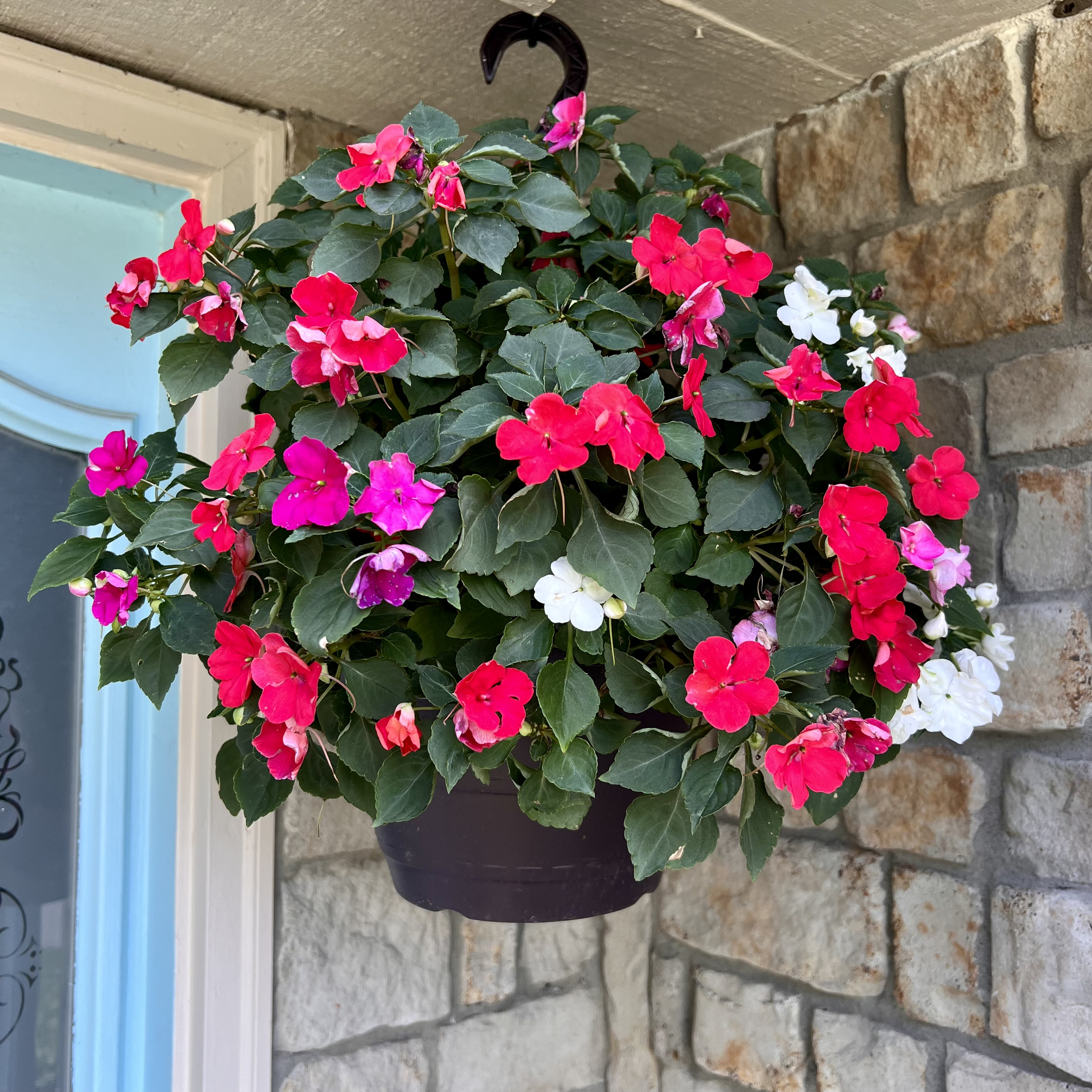 Hanging basket with a thriving Buzzy Lizzy plant, featuring vibrant red, pink, and white flowers.