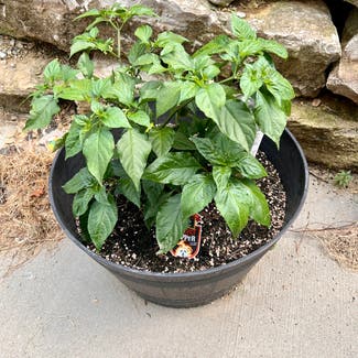 Ghost Pepper plant in Excelsior Springs, Missouri