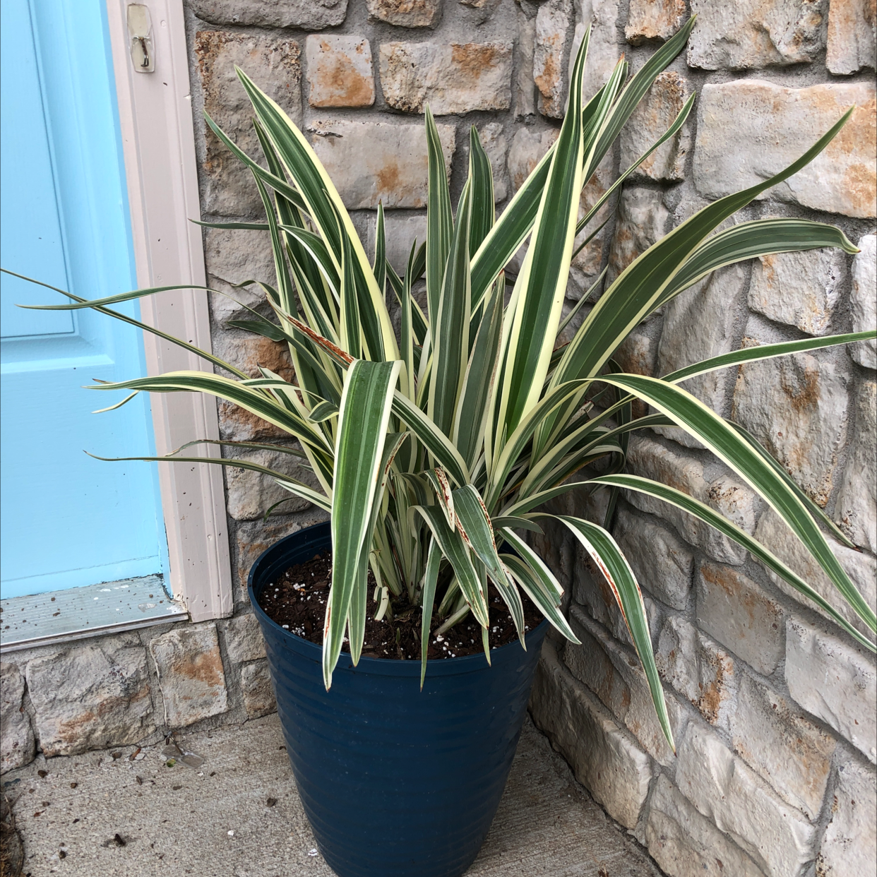 Tasman Flax-Lily in a blue pot against a stone wall, appearing healthy with variegated leaves.