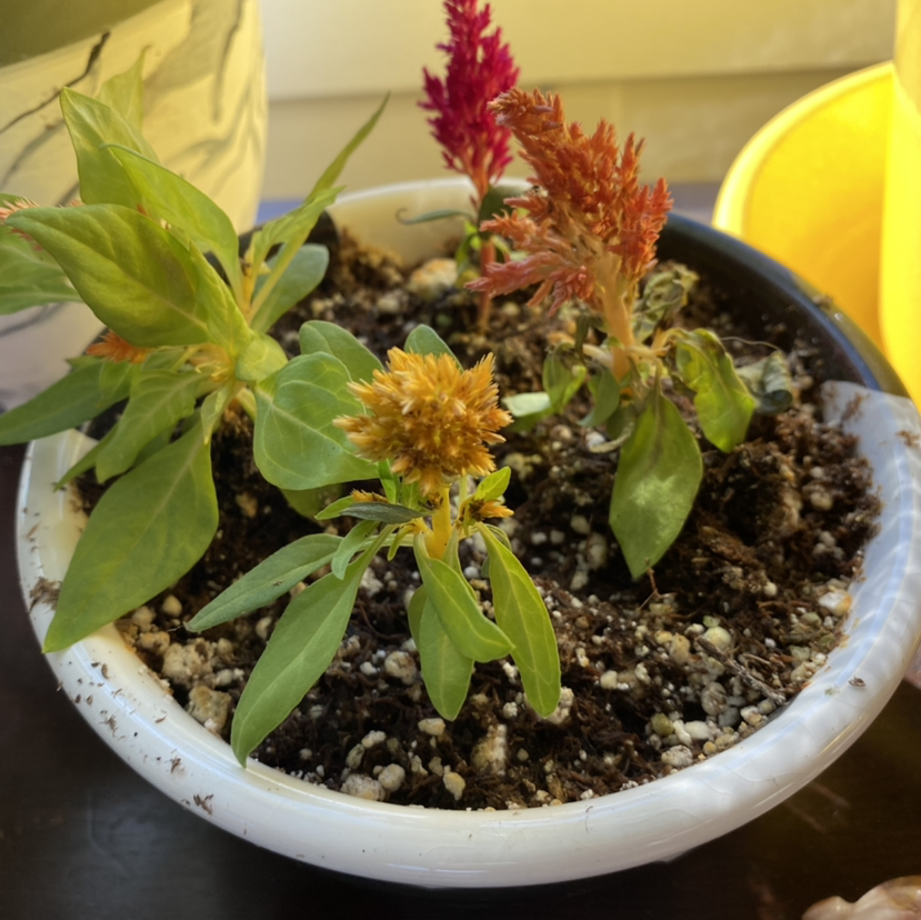 A healthy cockscomb plant with vibrant red feathery flowers growing in a white ceramic pot filled with loose potting mix.
