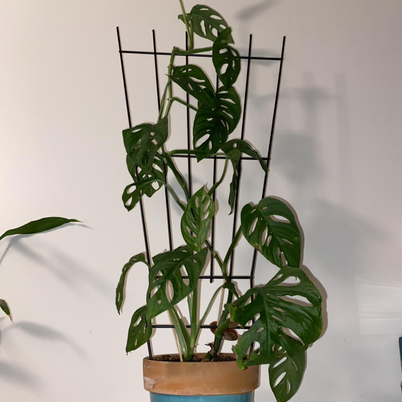 Monstera adansonii 'Laniata' plant with vibrant green leaves and characteristic fenestrations.