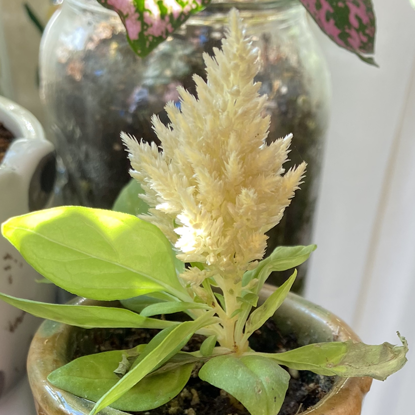 A healthy, mature yellow Cockscomb flower in a pale ceramic pot. The leaves are green and the soil is visible.