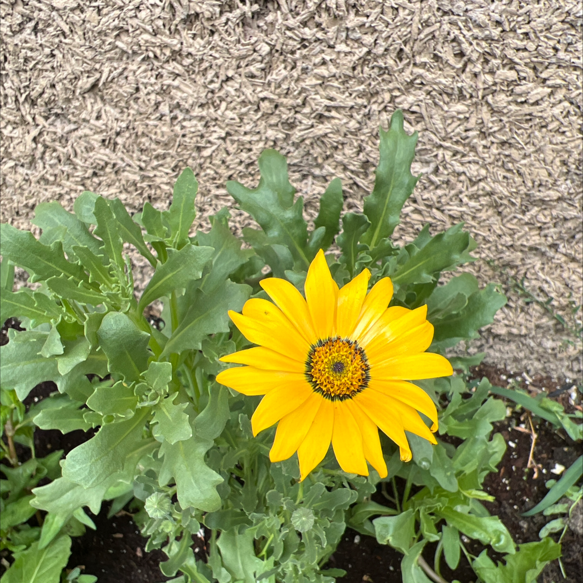 A healthy Treasureflower plant with a bright yellow flower and green leaves against a textured wall.