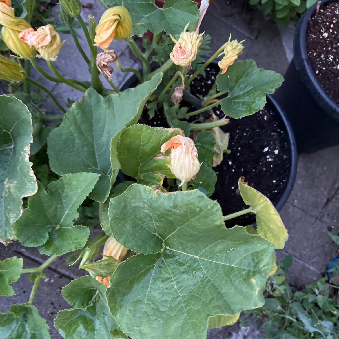 Summer Squash plant with wilted flowers and visible soil in a pot.